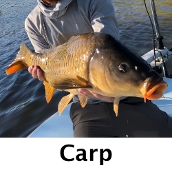 Carp-Fly-Fishing-san-Diego