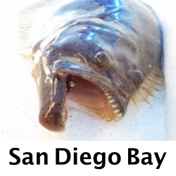 San-Diego-Bay-Fly-Fishing