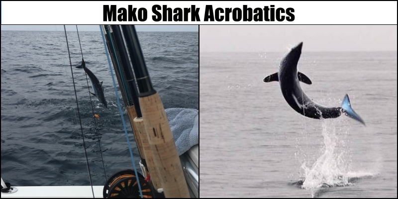 Shark Fishing Charters, Trips & Guides - Catch Mako Sharks San